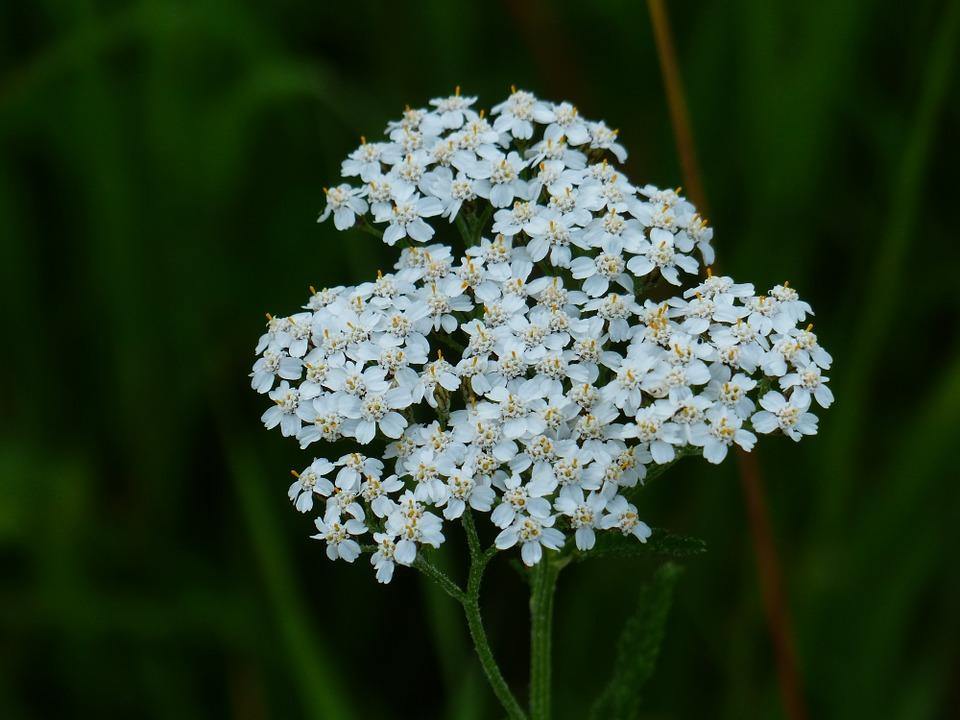 Müstiline raudrohi - Herbazen 
